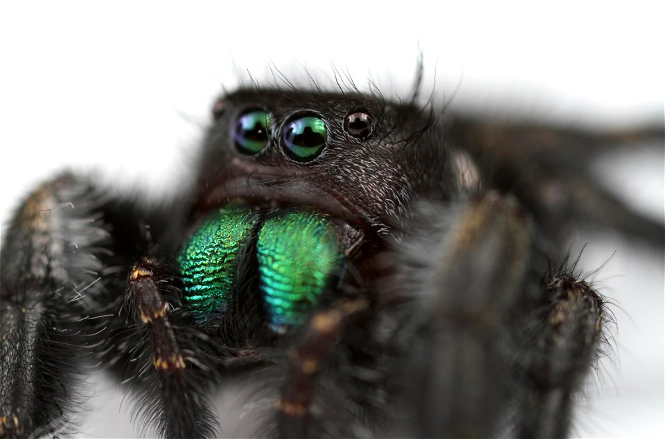 Bold jumping spider (Salticidae, Phidippus audax (Hentz))
