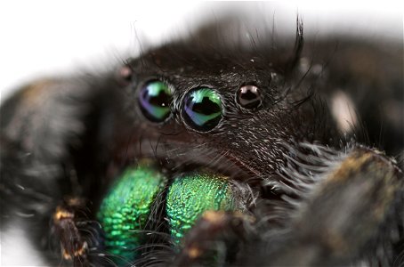 Bold jumping spider (Salticidae, Phidippus audax (Hentz))