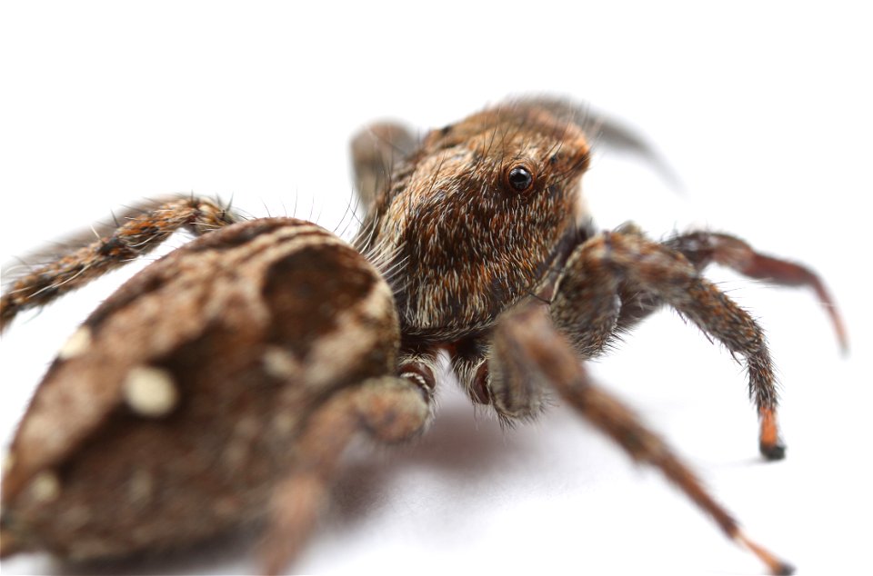 Pantropical jumping spider (Salticidae, Plexippus paykulli (Audouin))