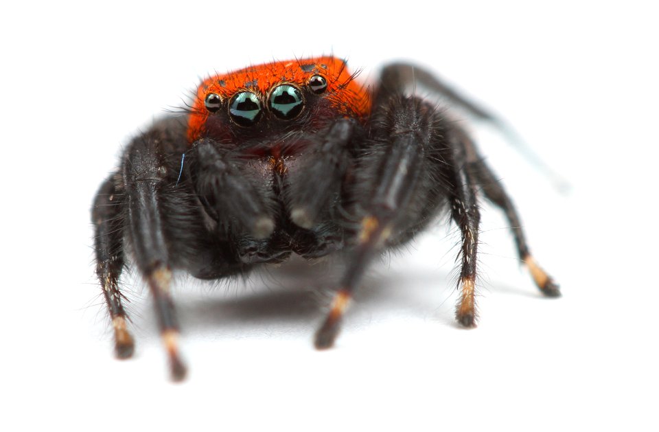 Jumping spider (Salticidae, Phidippus apacheanus (Chamberlin & Gertsch))