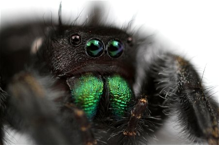 Bold jumping spider (Salticidae, Phidippus audax (Hentz))