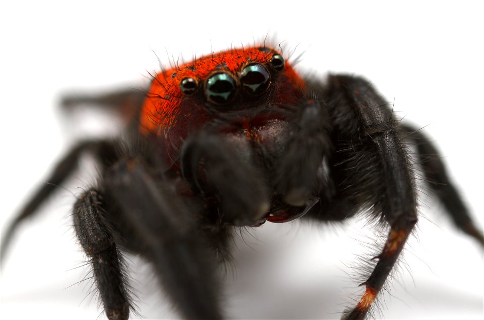 Jumping spider (Salticidae, Phidippus apacheanus (Chamberlin & Gertsch))