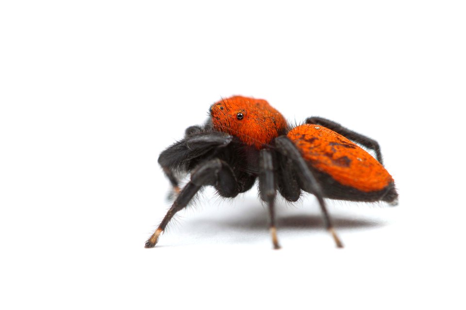 Jumping spider (Salticidae, Phidippus apacheanus (Chamberlin & Gertsch))