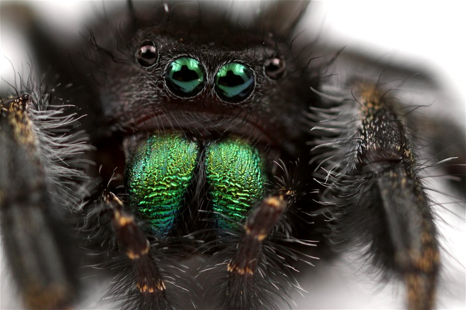 Bold jumping spider (Salticidae, Phidippus audax (Hentz))