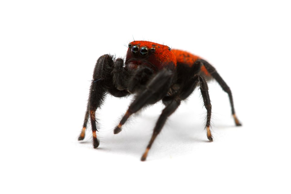 Jumping spider (Salticidae, Phidippus apacheanus (Chamberlin & Gertsch))