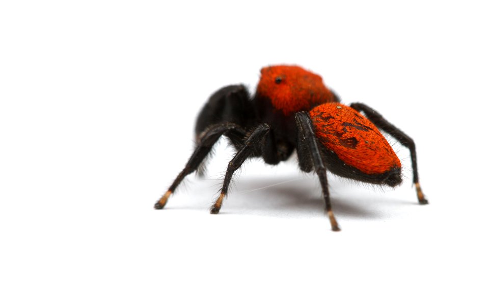 Jumping spider (Salticidae, Phidippus apacheanus (Chamberlin & Gertsch))