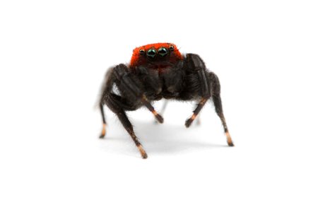 Jumping spider (Salticidae, Phidippus apacheanus (Chamberlin & Gertsch))
