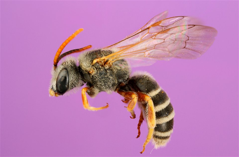 Sweat bee (Halictus ligatus)