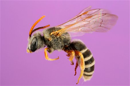 Sweat bee (Halictus ligatus)