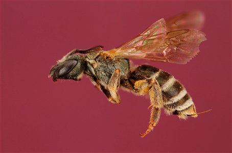 Sweat bee (Halictus confusus)
