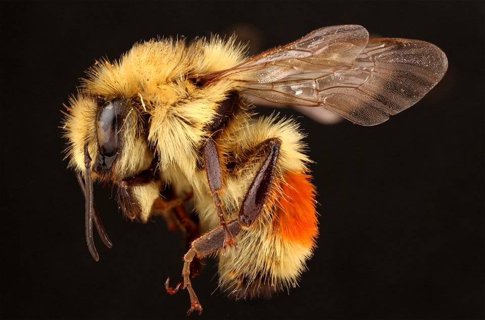 Hunt's bumblebee (Bombus huntii)
