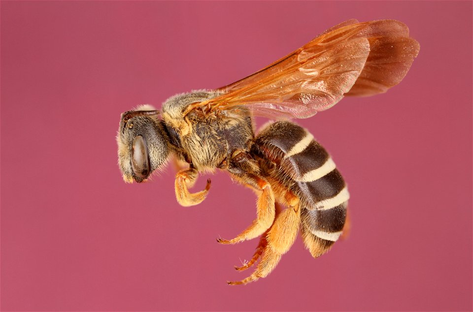 Sweat bee (Halictus parallelus)
