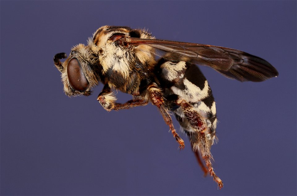 Cuckoo Bee (Xeromelecta sp.)