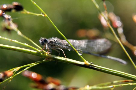 Damselfly (Odonata: Zygoptera) photo