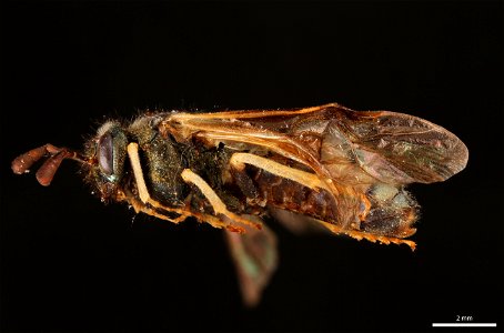 Cimbicid sawfly (Cimbicidae, Abia americana (Cresson))