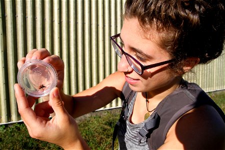 Fall 2017 Entomology class student Alexis Roberts with a jumping spider (Salticidae, Phidippus apacheanus (Chamberlin & Gertsch))