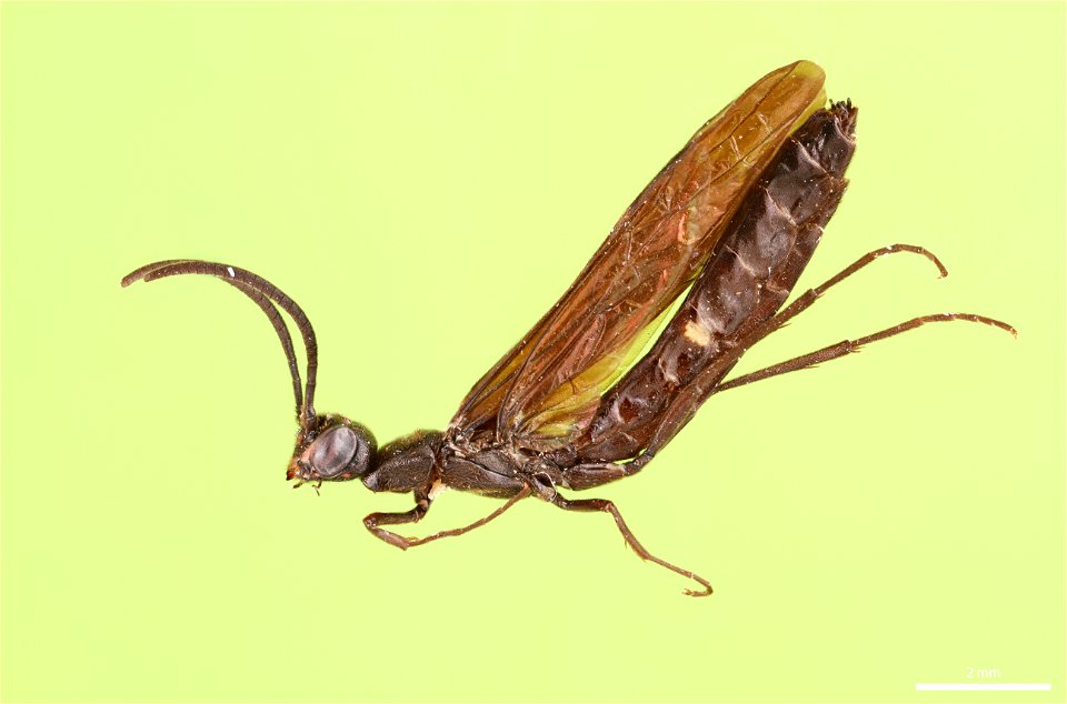 Rose shoot sawfly (Cephidae, Hartigia trimaculata (Say))