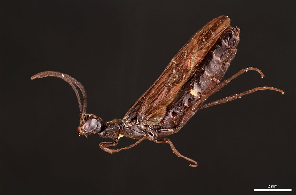 Rose shoot sawfly (Cephidae, Hartigia trimaculata (Say))