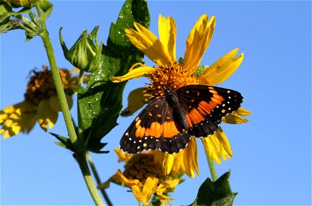 Bordered Patch (Nymphalidae, Chlosyne lacinia (Geyer)) photo