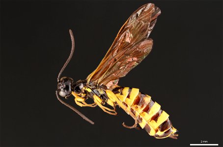 Stem sawfly (Cephidae, Cephus cinctus (Norton))