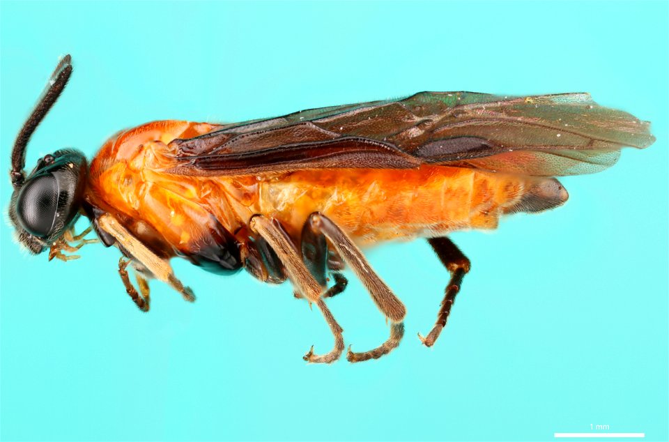 Argid sawfly (Argidae, Zynzus nigropectus (Norton))