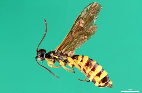 Stem sawfly (Cephidae, Cephus cinctus (Norton))