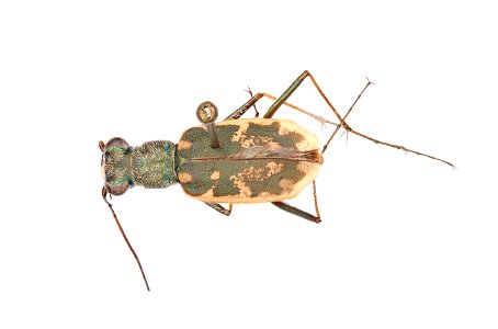 Margined Tiger Beetle; Ellipsoptera marginata