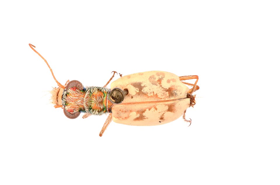Ghost Tiger Beetle; Ellipsoptera lepida