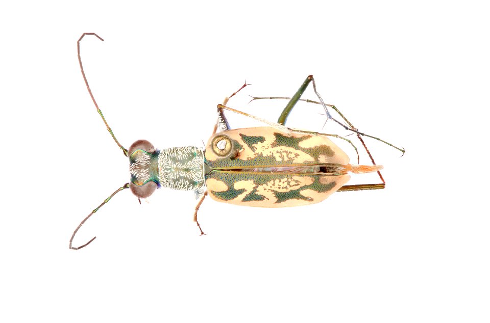 Coastal Tiger Beetle; Ellipsoptera hamata