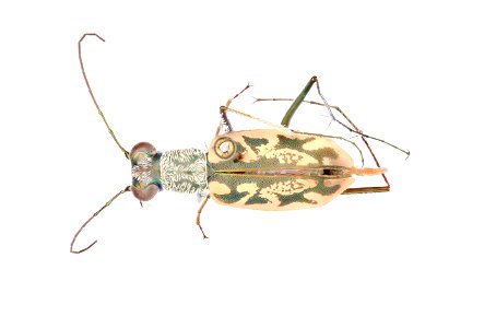 Coastal Tiger Beetle; Ellipsoptera hamata