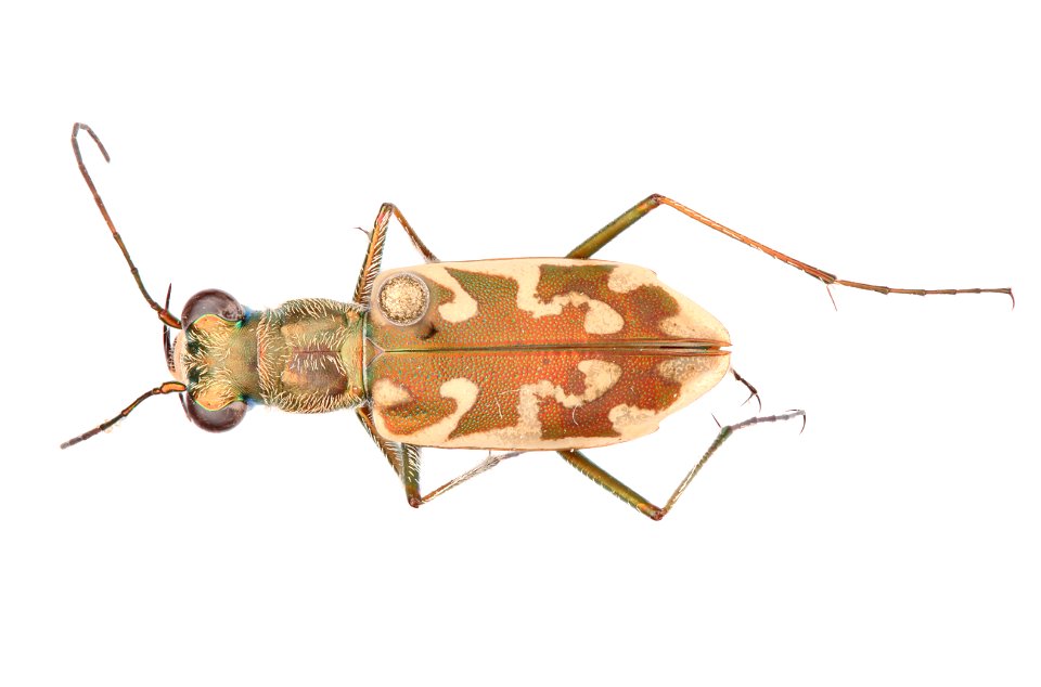 Sandy Stream Tiger Beetle; Ellipsoptera macra
