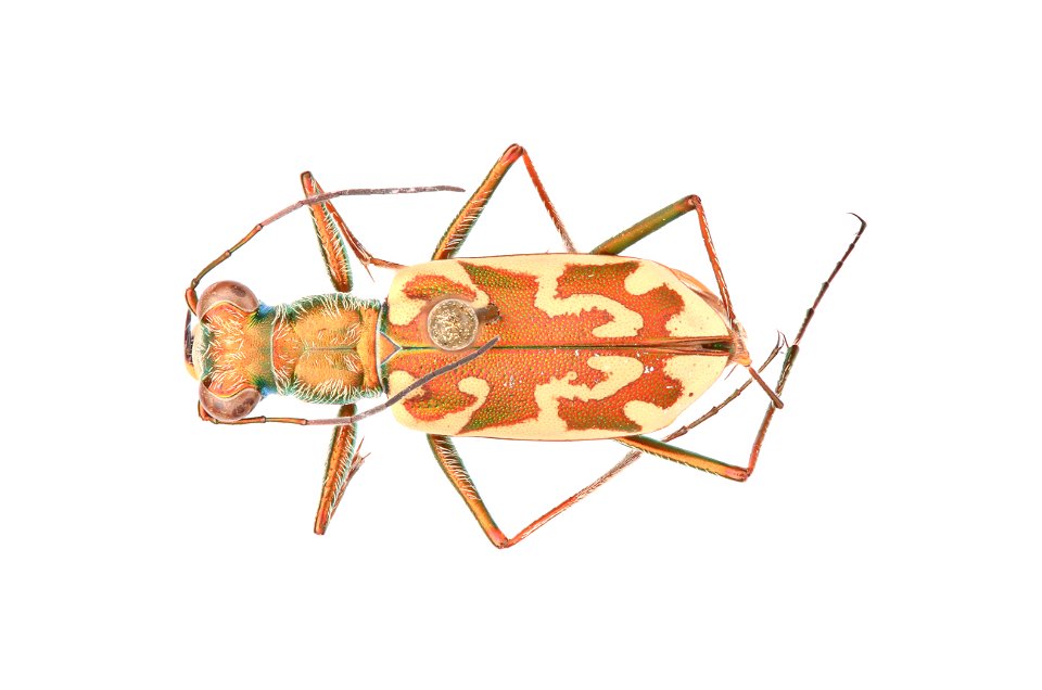 Coppery Tiger Beetle; Ellipsoptera cuprascens