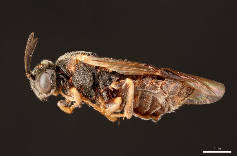 Argid sawfly (Argidae, Sterictiphora serotina (Smith))