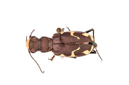Boreal Long-Lipped Tiger Beetle; Cicindela longilabris