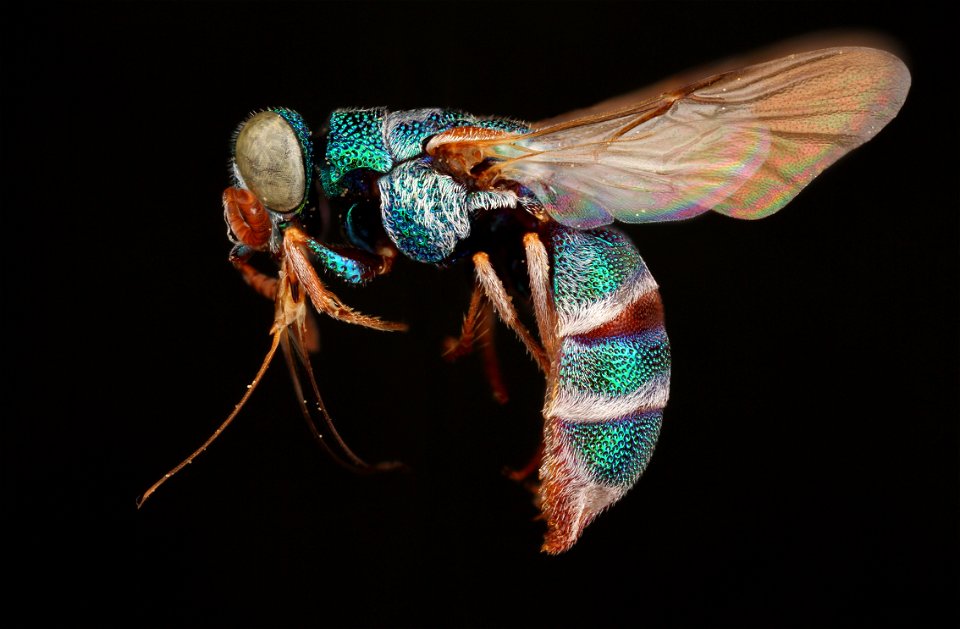 Cuckoo Wasp (Parnopes)