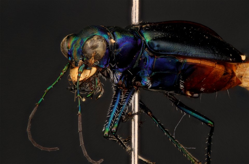 Limestone Tiger Beetle; Cicindela politulat