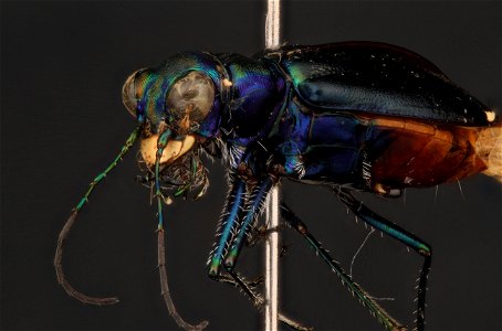 Limestone Tiger Beetle; Cicindela politulat