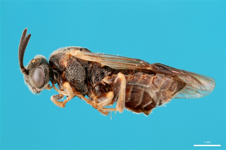 Argid sawfly (Argidae, Sterictiphora serotina (Smith))