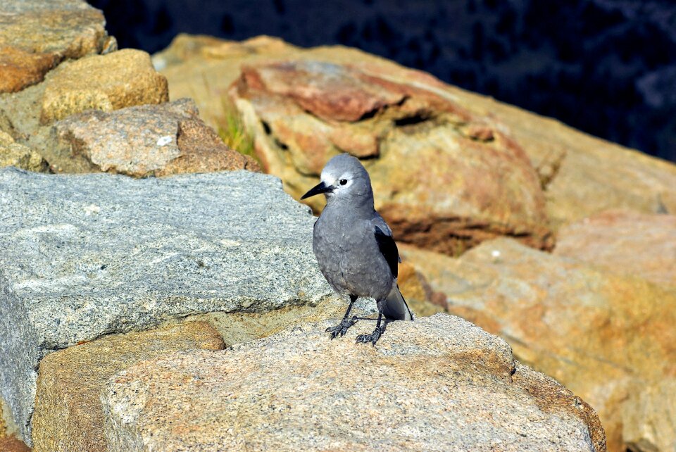 Nutcracker nature colorado