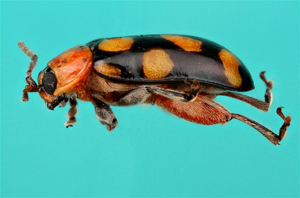 Eight Spotted Flea Beetle (Omophoita cyanipennis)