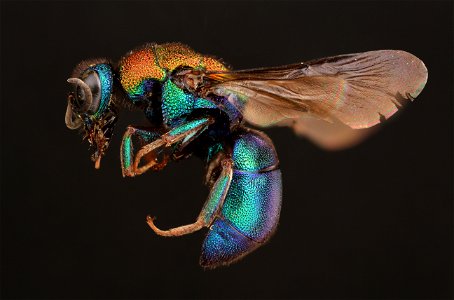 Cuckoo Wasp (Chrysididae from Canada) photo