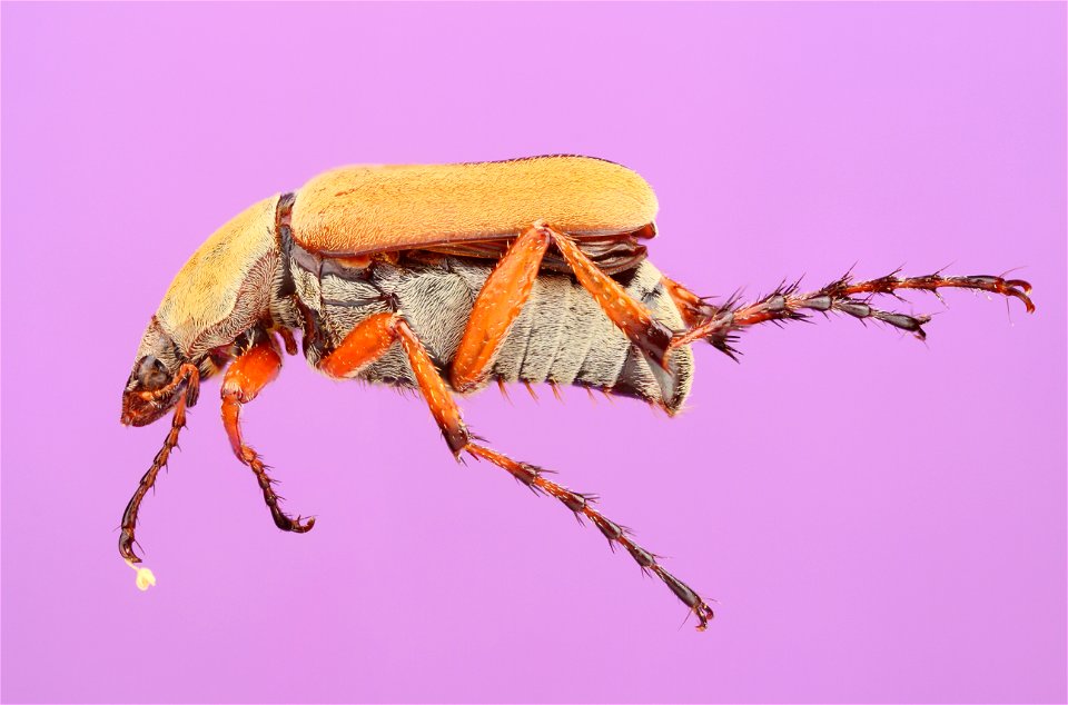 rose chafer (Macrodactylus)