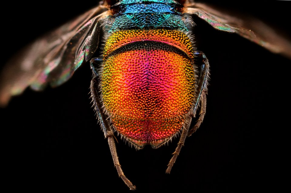 Cuckoo Wasp (Chrysurissa spp.)