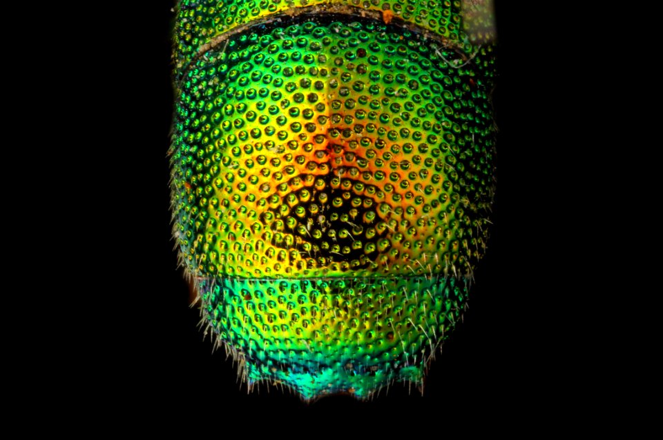 Cuckoo Wasp (Chrysididae from Egypt)