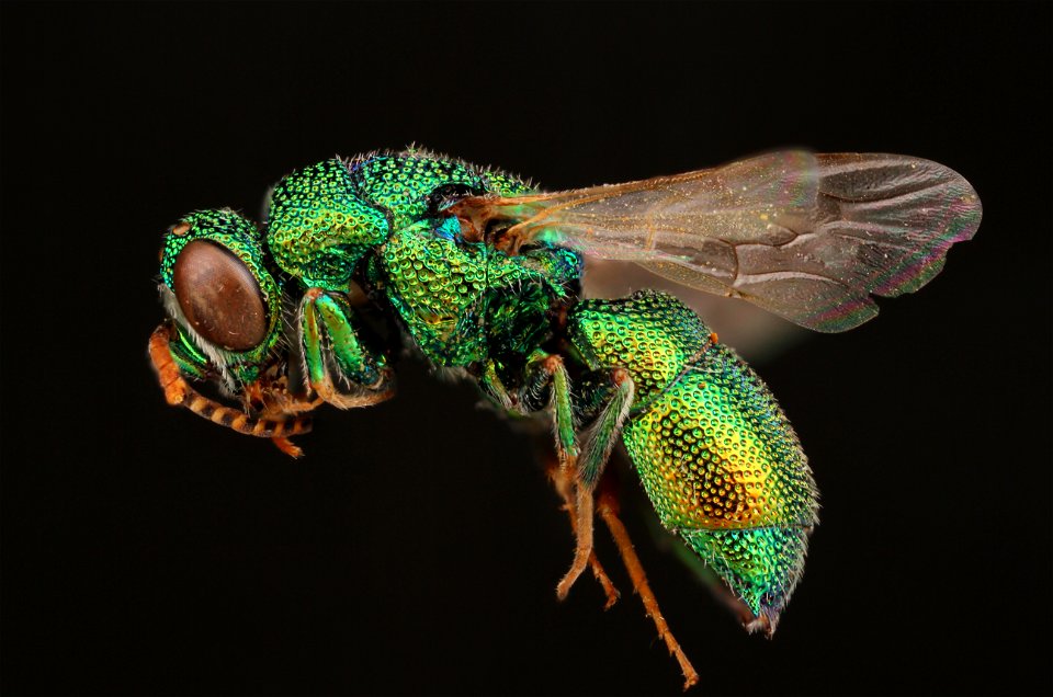 Cuckoo Wasp (Chrysididae from Egypt