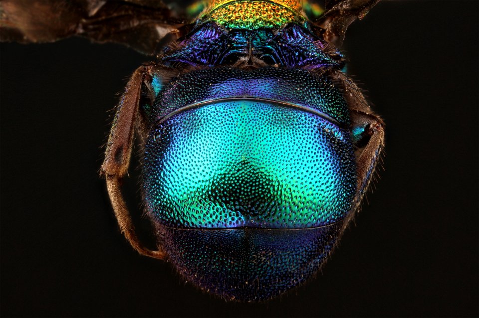 Cuckoo Wasp (Chrysididae from Canada