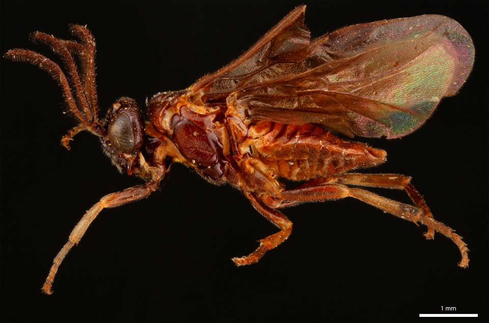 Argid sawfly (Argidae, Sphacophilus cellularis (Say))
