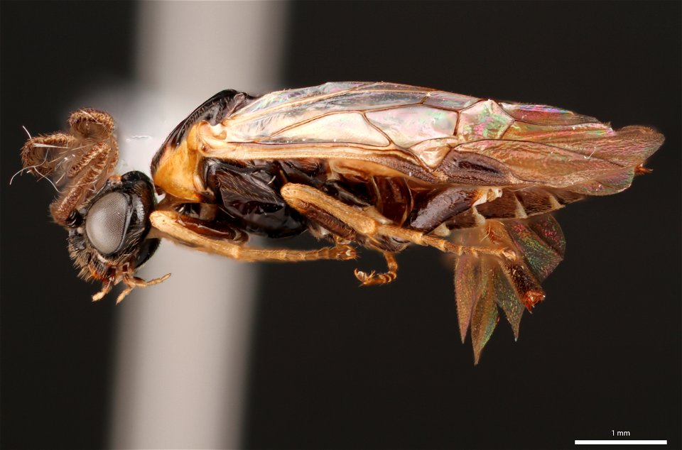 Argid sawfly (Argidae, Schizocerella lineata (Rohwer))