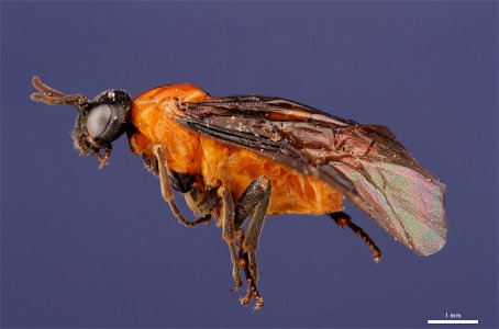 Argid sawfly (Argidae, Sphacophilus apios (Ross)) photo