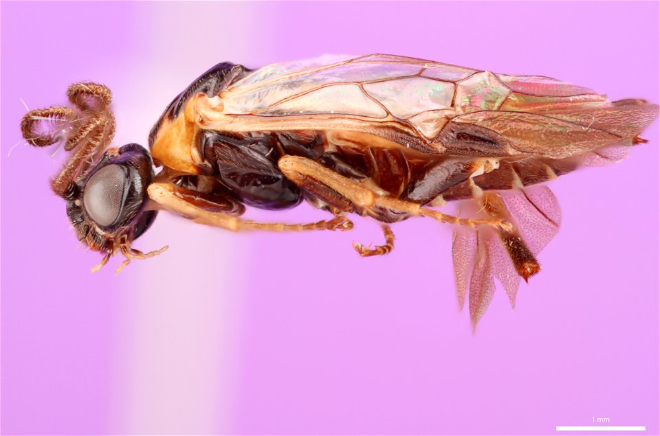 Argid sawfly (Argidae, Schizocerella lineata (Rohwer))